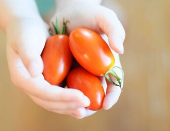 The Tommeto also known as sweet pepper pepper