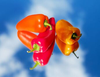 Taking a stand for organic: the USDA of organic animal