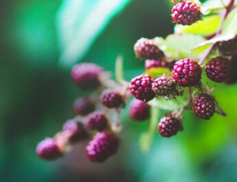 Green Brexit delivery organic must front and centre