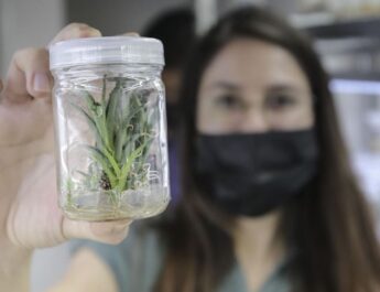 En la UdeG, congelan agave para preservar su legado celular y genético