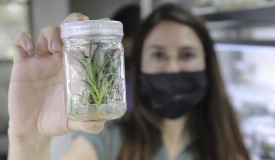 En la UdeG, congelan agave para preservar su legado celular y genético