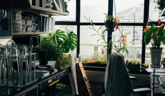 Cultivar hierbas para cocinar en casa