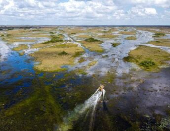 El cambio climático amenaza el futuro de los Everglades, joya natural de Florida