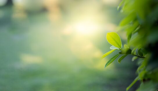 El reconocimiento del derecho humano a un medio ambiente sano da esperanza para el futuro: experto