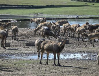Un ciervo al borde de la extinción regresa a China