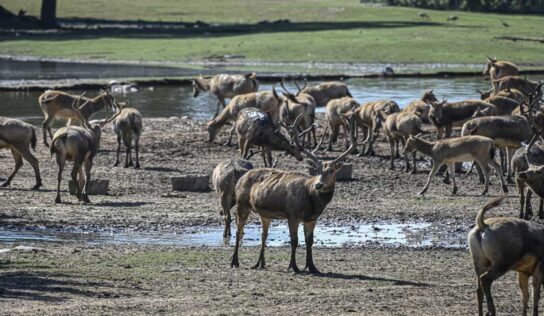 Un ciervo al borde de la extinción regresa a China