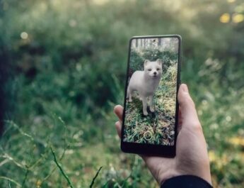 Google presenta nuevos animales en 3D y todos son especies suecas en peligro de extinción