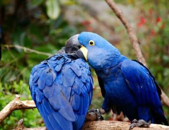 Nace guacamayo azul en Paraguay, especie en vías de extinción