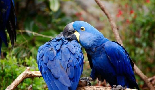 Nace guacamayo azul en Paraguay, especie en vías de extinción