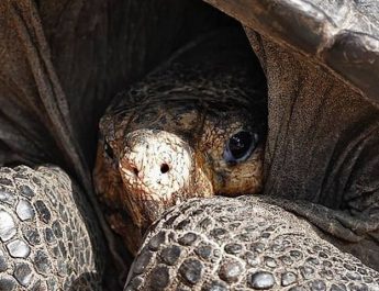 Tortuga gigante que se creía extinta hace más de 100 años reaparece