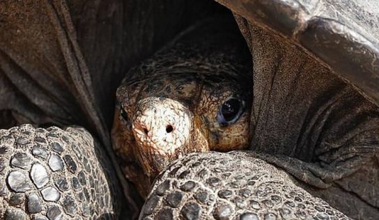 Tortuga gigante que se creía extinta hace más de 100 años reaparece