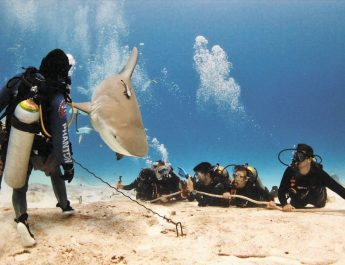 Impulsan protección del tiburón en el Caribe