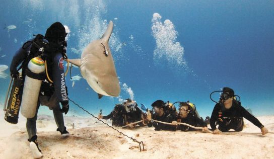 Impulsan protección del tiburón en el Caribe