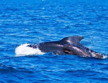 Costas de BCS, santuario de ballenas