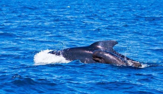 Costas de BCS, santuario de ballenas