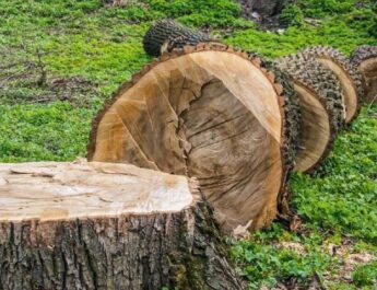 Estos son los países que más talan árboles en el mundo