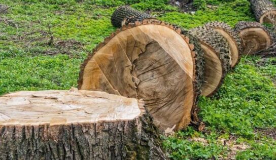 Estos son los países que más talan árboles en el mundo