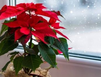 ¿Cómo puedo cuidar mi nochebuena para que viva más?