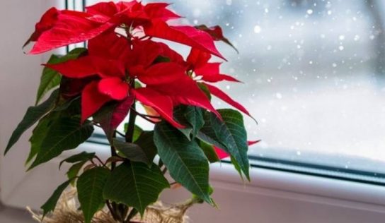 ¿Cómo puedo cuidar mi nochebuena para que viva más?
