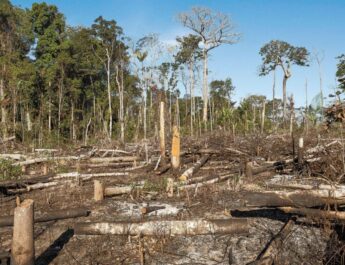 México se suma a declaratoria firmada en la COP26 para revertir la deforestación mundial