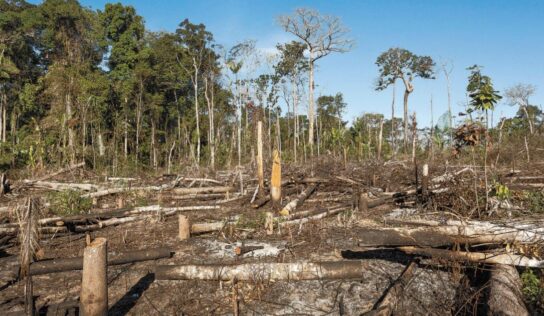 México se suma a declaratoria firmada en la COP26 para revertir la deforestación mundial