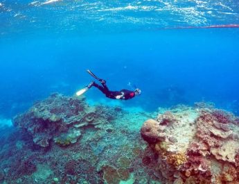 ¿Por qué urge mantener vivo al coral?