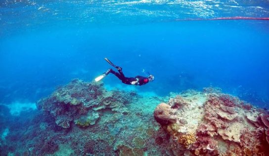 ¿Por qué urge mantener vivo al coral?