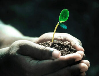 La reacción de las plantas ante el estrés