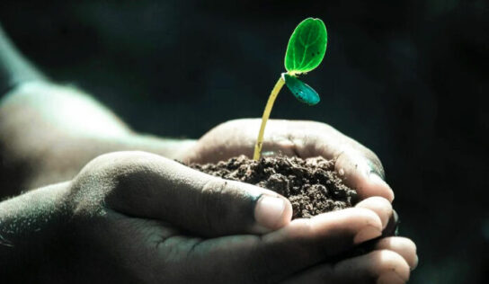 La reacción de las plantas ante el estrés