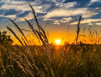 Propuestas para un Pacto Verde rural