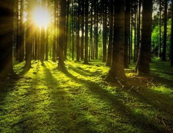 Detrás de esta pandemia está la destrucción de la naturaleza