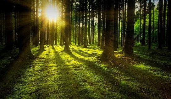 Detrás de esta pandemia está la destrucción de la naturaleza