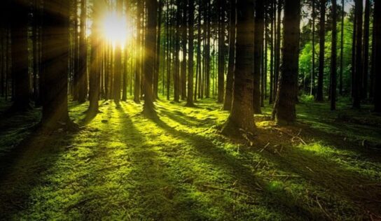 Proyectos estratégicos de transición ecológica y digital