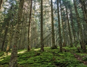 Usar plantas grandes favorece a la restauración forestal