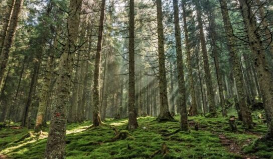 Usar plantas grandes favorece a la restauración forestal