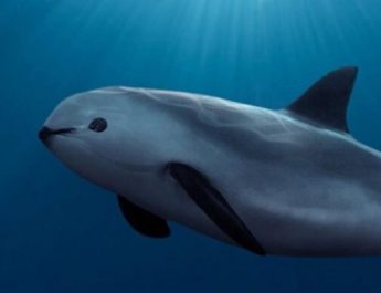 Vaquita marina, próximo animal que podría extinguirse