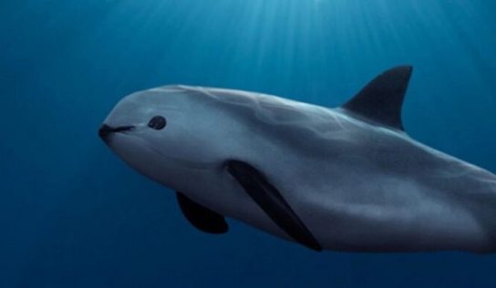 Vaquita marina, próximo animal que podría extinguirse