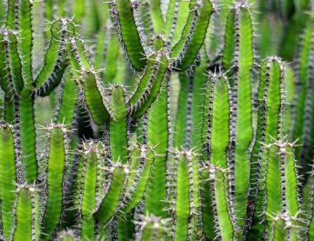 Los cactus nos enseñan a obtener agua del aire
