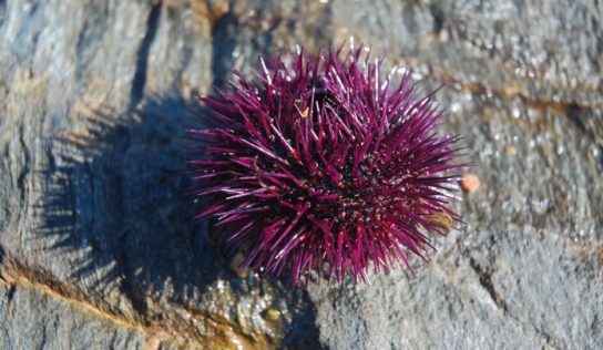La curiosa estrategia de huida de los erizos de mar