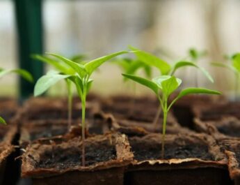 La agricultura ecológica a pequeña escala