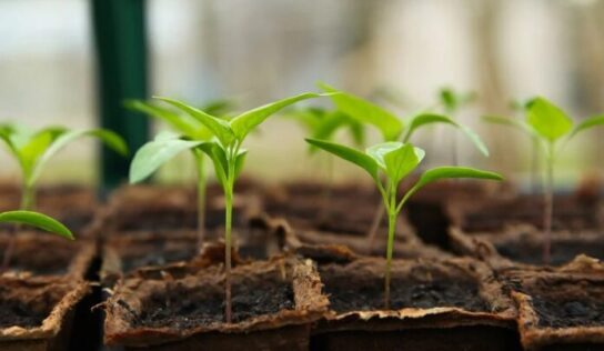 La agricultura ecológica a pequeña escala