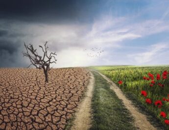 ¿Cómo optimizar el funcionamiento de los ecosistemas?