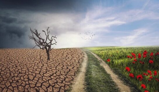 ¿Cómo optimizar el funcionamiento de los ecosistemas?
