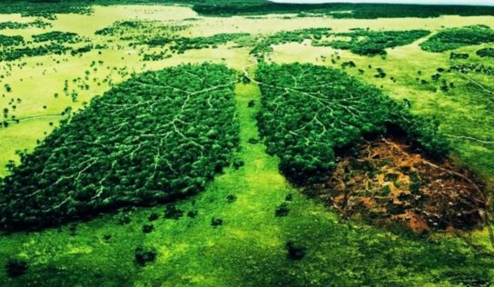 Día Mundial de la Educación Ambiental: origen y motivo de su celebración hoy, 26 de enero