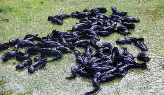 Ajolotes liberados, sin posibilidad de rastreo