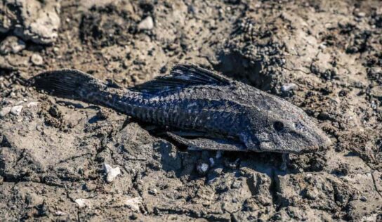 Alertan en Santiago sobre «Pez Diablo» en Presa La Boca