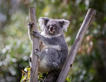 Los koalas están oficialmente catalogados como una especie en peligro de extinción