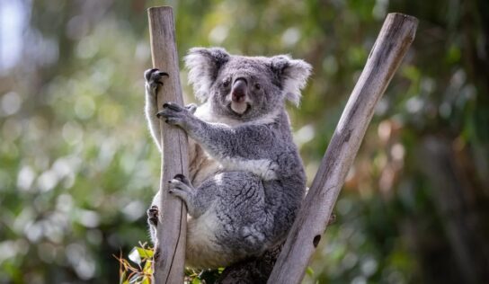 Los koalas están oficialmente catalogados como una especie en peligro de extinción