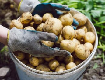 Cómo cultivar patatas en casa paso a paso