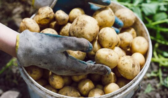 Cómo cultivar patatas en casa paso a paso